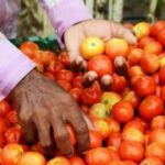 Tomato Price This time the price of tomato has crossed 100, traders are saying that it will become more red