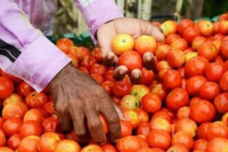 Tomato Price This time the price of tomato has crossed 100, traders are saying that it will become more red