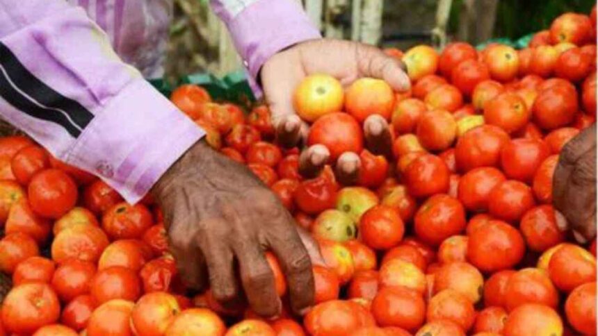 Tomato Price This time the price of tomato has crossed 100, traders are saying that it will become more red